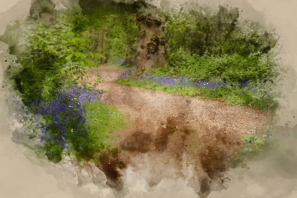 Digital Watercolour Painting Landscape Bluebell Woods Spring — Stock Photo, Image