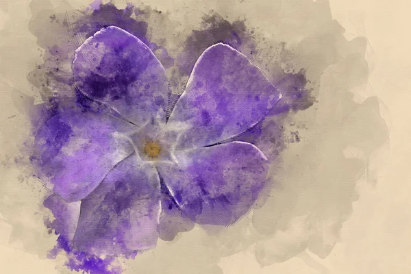 Cyfrowy Akwarela Malarstwo Periwinkle Wiosenny Kwiat Vinca Major — Zdjęcie stockowe