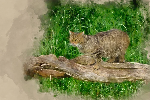 Ψηφιακή Ακουαρέλα Ζωγραφική Όμορφη Scottish Wildcat Χαλάρωση Στο Δέντρο Καλοκαίρι — Φωτογραφία Αρχείου