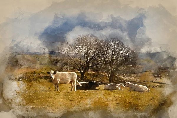 Digital Watercolor Painting Cows Peak District Landscape Sunday — 스톡 사진