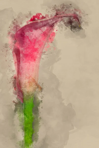 Digital Akvarell Målning Bedövande Bild Färgglada Levande Kalla Lilja Blomma — Stockfoto