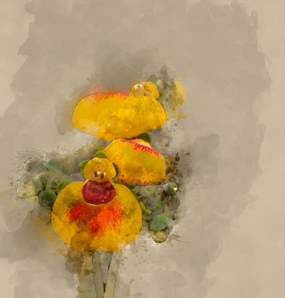 Digitale Aquarellmalerei Der Damenhandtasche Blume Calceolaria Frühlingsblume — Stockfoto