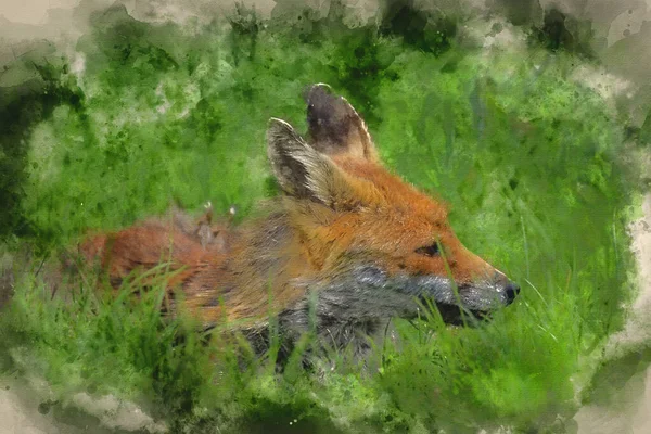 郁郁葱葱的夏季乡村风景中的红狐秃鹫美丽形象的数码水彩画 — 图库照片