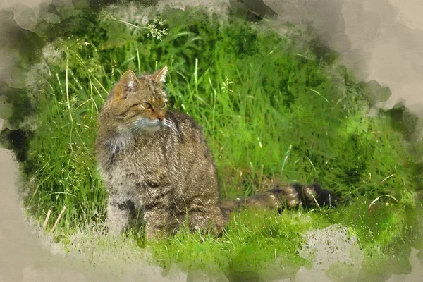 Pintura Digital Acuarela Beautiful Scottish Wildcat Relajándose Árbol Luz Del —  Fotos de Stock