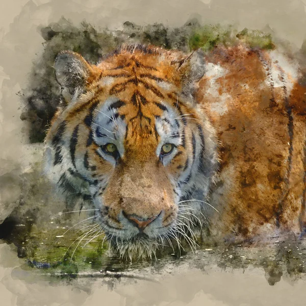 Digitaal Aquarel Schilderij Van Portret Van Siberische Amur Tijger Panthera — Stockfoto