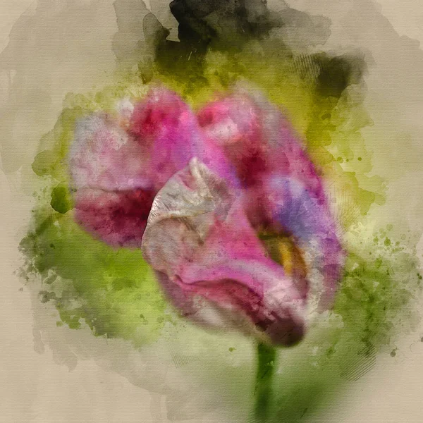 Digital Watercolour Painting Beautiful Image Decaying Wilted Tulip Flower End — Stock Photo, Image