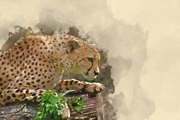 Cyfrowy Akwarelowy Obraz Cheetah Acinonyx Jubatus Wielkiego Kota Niewoli — Zdjęcie stockowe