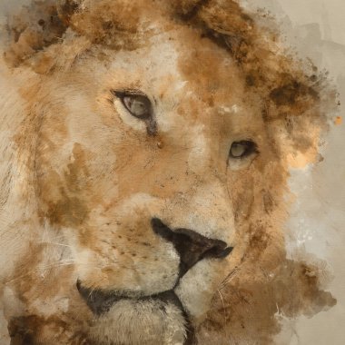 Beyaz Berberi Atlası Aslan Panthera Leo 'nun göz kamaştırıcı samimi portresinin dijital suluboya resmi