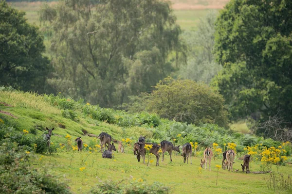 Herd Fallow Deer Dama Dama Sunny Summer Afternoon English Countryside — Stock Photo, Image
