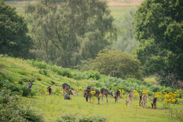 Herd of fallow deer Dama Dama during sunny Summer afternoon in English countryside