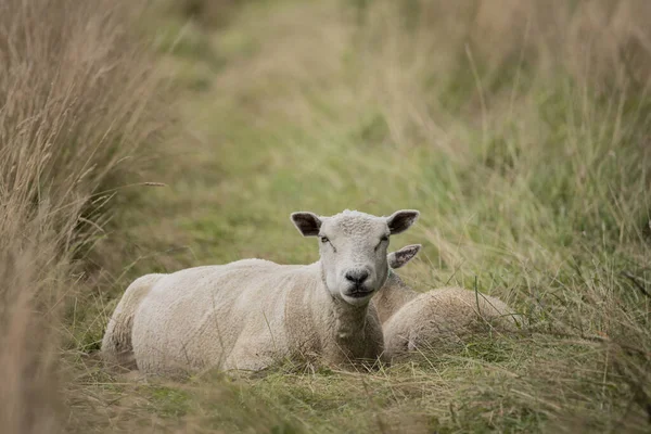 Piękny Portret Młodej Owieczki Owieczki Leżącej Długiej Trawie Ołowiu Angielskiej — Zdjęcie stockowe