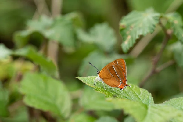 Прекрасне Зображення Рідкісного Метелика Brown Hairstreak Thecla Butulae Англійській Countrysdie — стокове фото