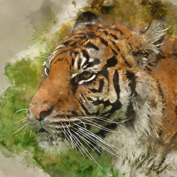 Digitale Aquarellmalerei Von Atemberaubendem Porträt Des Tigers Panthera Tigris Der — Stockfoto