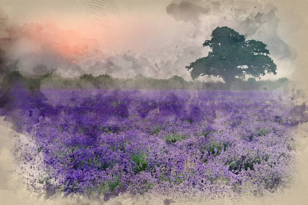 Digitale Aquarellmalerei Von Atemberaubender Dramatischer Nebliger Sonnenaufgangslandschaft Über Lavendelfeld Der — Stockfoto