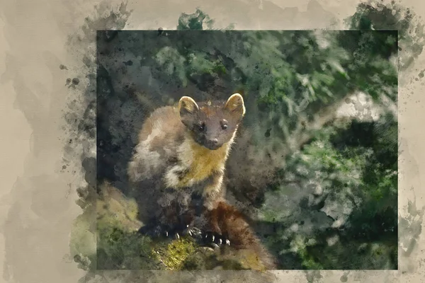 Pintura Digital Acuarela Beautiful Pine Martin Martes Sobre Rama Árbol —  Fotos de Stock