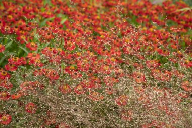 İngiliz kır bahçesi manzarasında seçici bir odak noktasıyla Ortak Hapşırık Helenyum Autumnale çiçeğinin büyüleyici görüntüsü