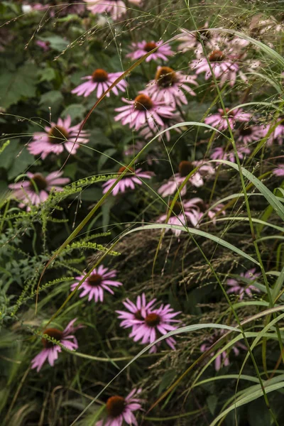 Mooie Close Macro Afbeelding Van Purple Coneflower Echinacea Purpurea Moench — Stockfoto