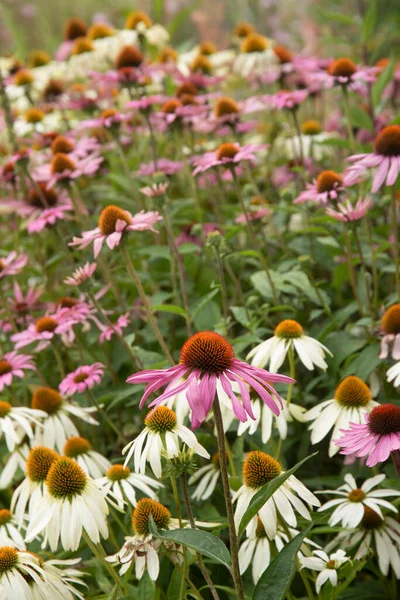영국의 풍경에 자주색 꽃무늬 엔치의 가까이 매크로 — 스톡 사진