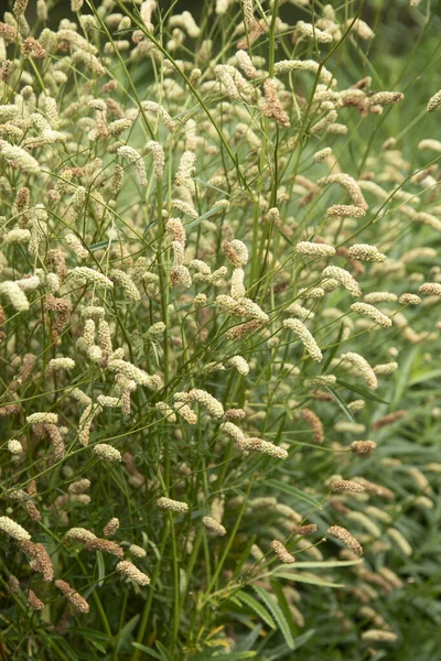 Beautiful Macro Image Ornamental Grass Sanguisorba Alpina Bunge English Country — Stock Photo, Image