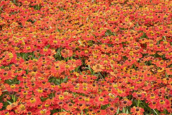 Stunning Close Image Common Sneezeweed Helenium Autumnale Flower English Country — Stock Photo, Image