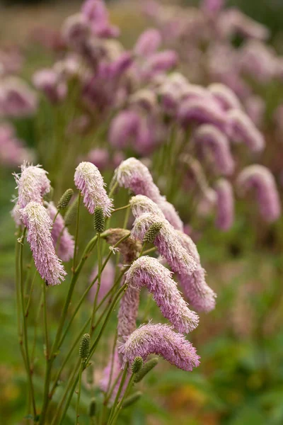 Beautiful Macro Image Cornamental Grass Lilac Suffling Squirrel Sanguisorba Hakusanensis — Stock Photo, Image