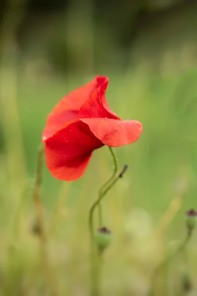 Beautiful Close Macro Image Poppy Flower Papaver Rhoeas English Country — Stock Photo, Image