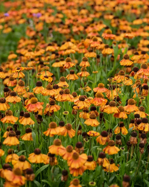 영국의 정원에서 선택적 초점을 사용하여 피우는 풍경을 가까이 — 스톡 사진