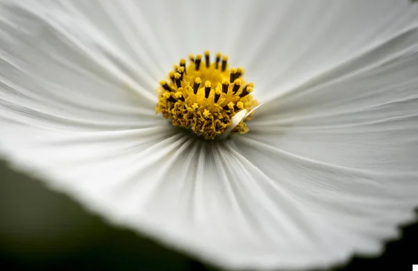 Beautiful Close Macro Image Mexican Aster Cosmos Bipinnatus White Flower — Stock Photo, Image