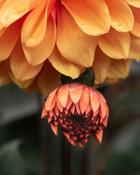 Beautifully Composed Close Image Dahlia Asterales Orange Flower Selective Focus — Stock Photo, Image