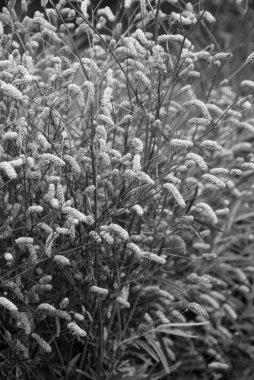Süslü otların güzel makro görüntüsü sanguisorba alpina bunge İngiliz kır bahçesi manzarası