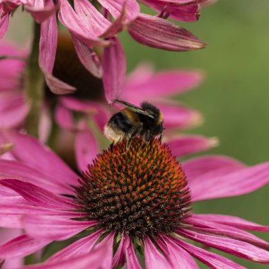 Mor Coneflower Echinacwa Purpurea Moench 'in Buff Tail Bumblebee Bombus Terrestris ile İngiliz kır bahçesi manzarasının güzel yakın plan görüntüsü.