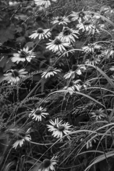 Schöne Nahaufnahme Makrobild Der Sonnenhut Echinacea Purpurea Mönch Blume Englischen — Stockfoto