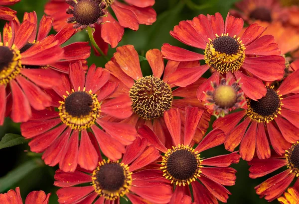 Beautiful Image Common Sneezeweed Helenium Autumnale Flower English Country Garden — Stock Photo, Image