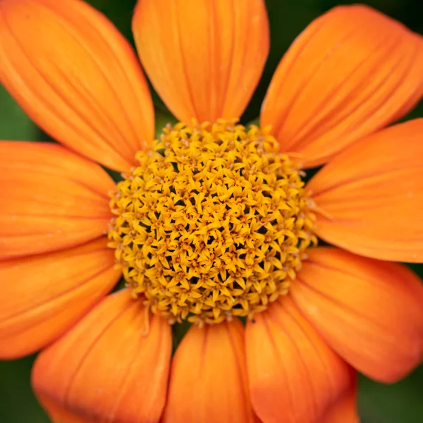 Piękne Zbliżenie Makro Obraz Meksyk Słonecznik Tithonia Rotundifolia Kwiat Angielskim — Zdjęcie stockowe