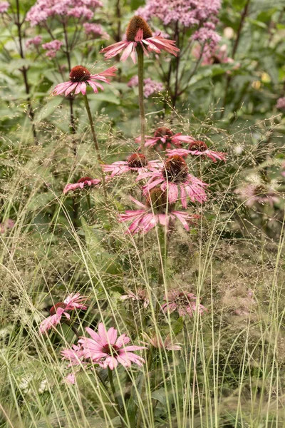 紫杉花在英国乡村园林布景中的美丽的特写宏观形象 — 图库照片