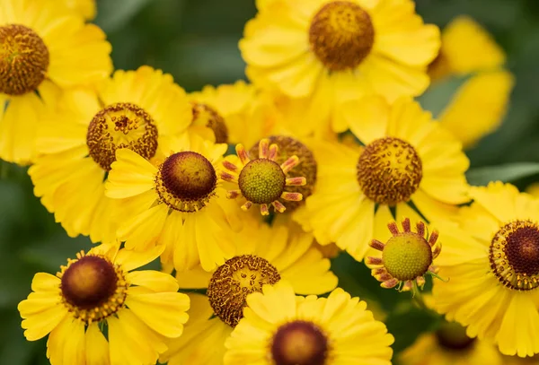 Oszałamiające Zbliżenie Obraz Common Sneezeweed Helenium Autumnale Kwiat Angielskim Kraju — Zdjęcie stockowe