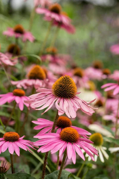 Schöne Nahaufnahme Makrobild Des Sonnenhut Sonnenhut Echinacwa Purpurea Mönch Blume — Stockfoto