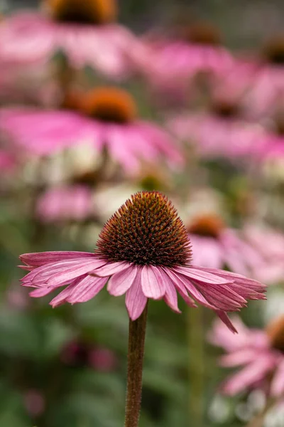 Mor Coneflower Echinacwa Purpurea Moench Ngiliz Kır Bahçesindeki Güzel Yakın — Stok fotoğraf