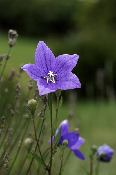 Imagem Impressionante Harebell Campanula Rotundifolia Flor Roxa Inglês Paisagem Jardim — Fotografia de Stock