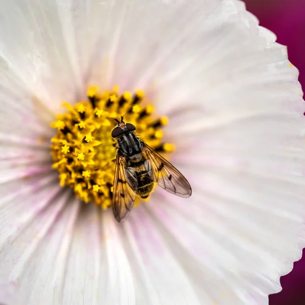 Güzelavrat Ngiliz Kır Bahçesi Manzarasında Beyaz Aster Kozmos Çiçeğindeki Hoverfly — Stok fotoğraf
