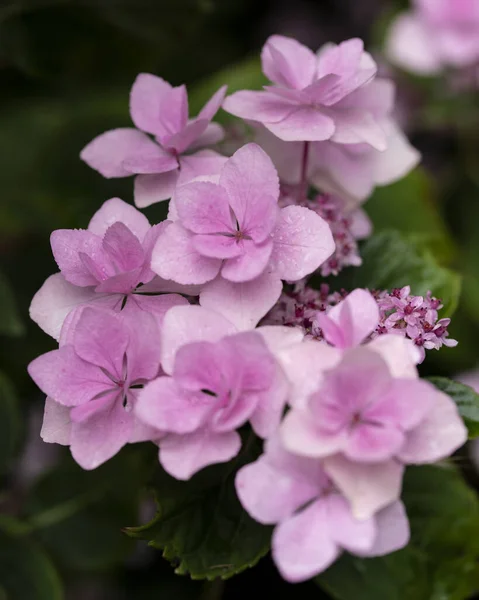 Piękne Zbliżenie Obraz Hortensji Macrophylla Youmethree Mphead Letni Kwiat Pełnym — Zdjęcie stockowe