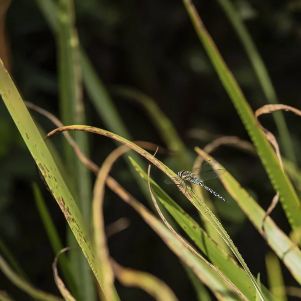 Makro Nahaufnahme Von Libelleninsekt Des Gemeinen Falken Auf Schilfgras Teich — Stockfoto