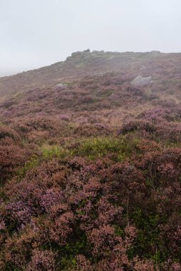 Higger Tor 'da yaz sonunda gün doğumunda İngiliz Tepesi' nin renkli fundaları sergileniyor.