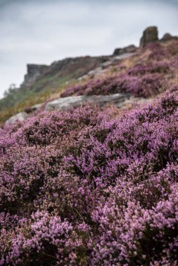 Seçici odak tekniği kullanarak yaz günbatımında Curbar Edge of Colory Heather 'dan çarpıcı İngiliz Tepesi Bölgesi manzarası