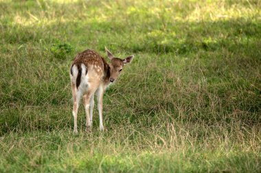 Fallow Geyik yavrusu Dama 'nın yaz güneşindeki muhteşem görüntüsü.
