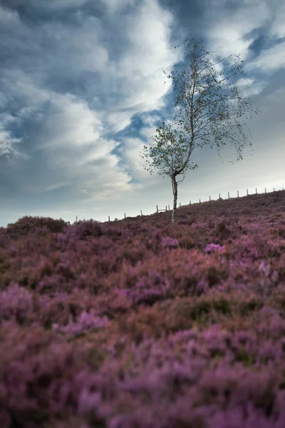Вражаючий Англійський Пейзаж Пік Округу Барвистого Вересу Під Час Літнього — стокове фото