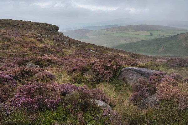 Oszałamiający Angielski Peak District Krajobraz Kolorowego Wrzosu Pod Koniec Letniego — Zdjęcie stockowe