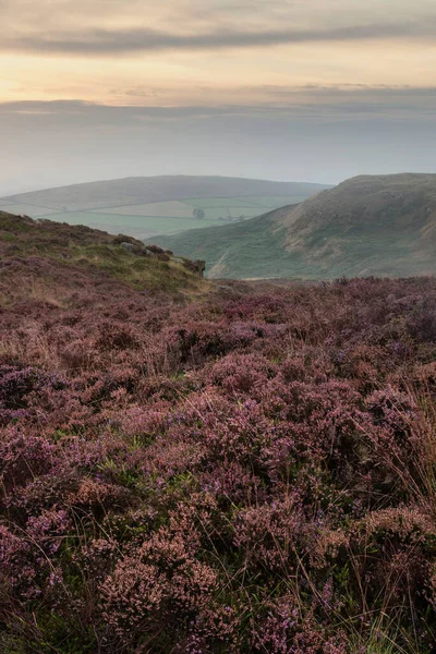 Stunning English Peak District Landscape Colorful Heather Late Summer Sunrise — Stock Photo, Image