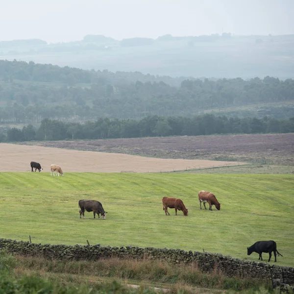 Yaz Akşamları Ngiliz Kırsalındaki Peak District Ulusal Parkı Nda Çiftlik — Stok fotoğraf