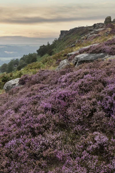 Εκπληκτικό Αγγλικό Τοπίο Περιοχή Κορυφή Από Curbar Edge Πολύχρωμα Ρείκια — Φωτογραφία Αρχείου